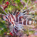 Image of Hawaiian lionfish