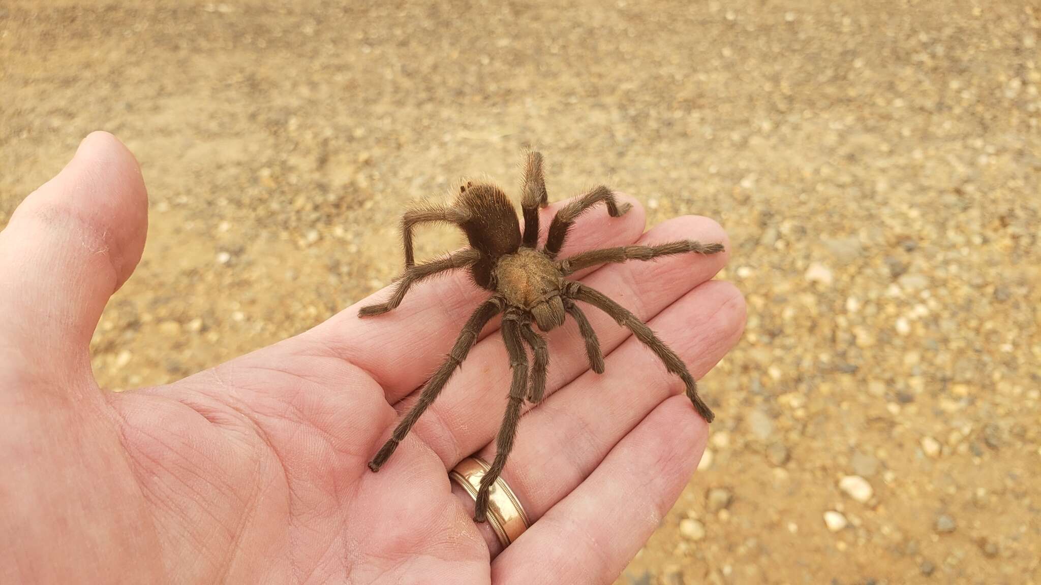 Image of Aphonopelma johnnycashi Hamilton 2016