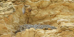 Image of Madagascar Kestrel