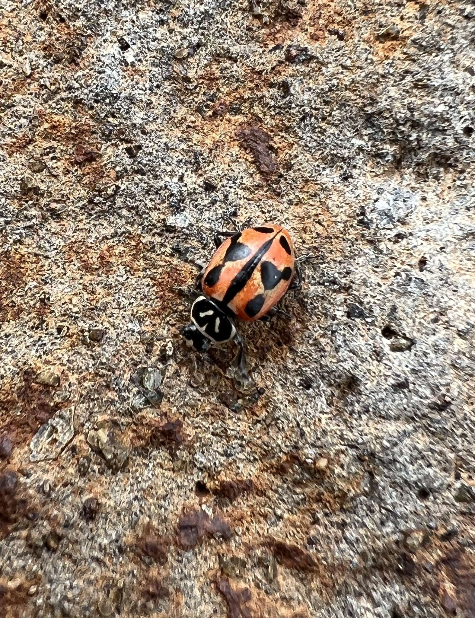 Image of Hippodamia sinuata Mulsant 1850