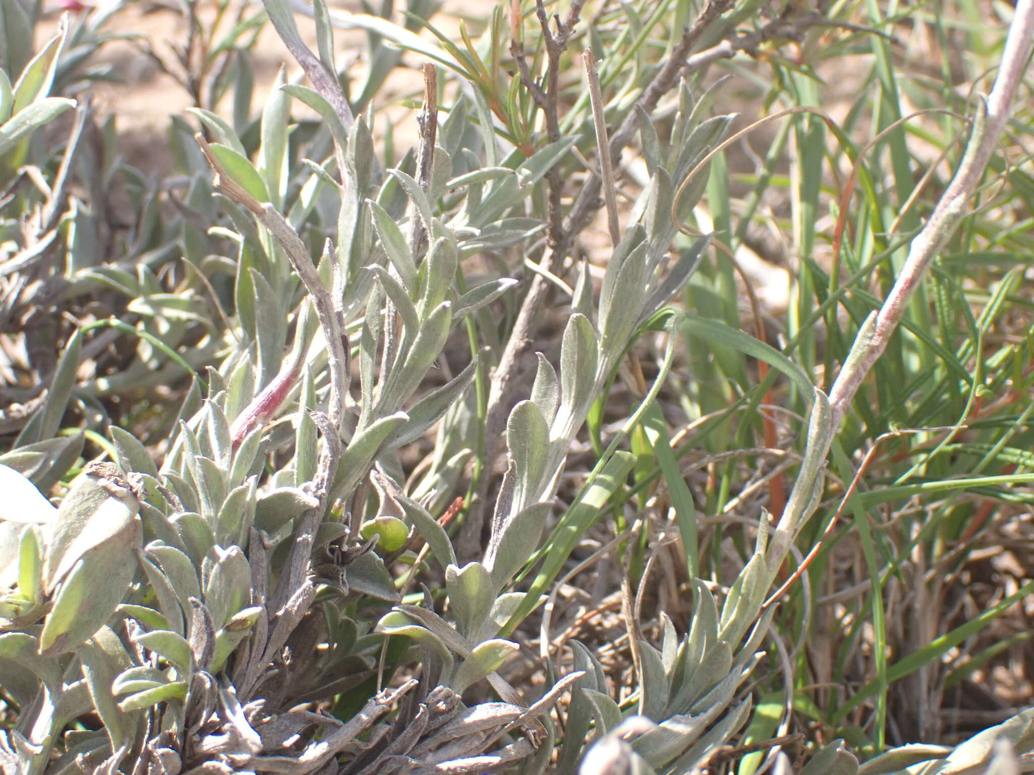 Image of Achyranthemum affine (Less.) N. G. Bergh