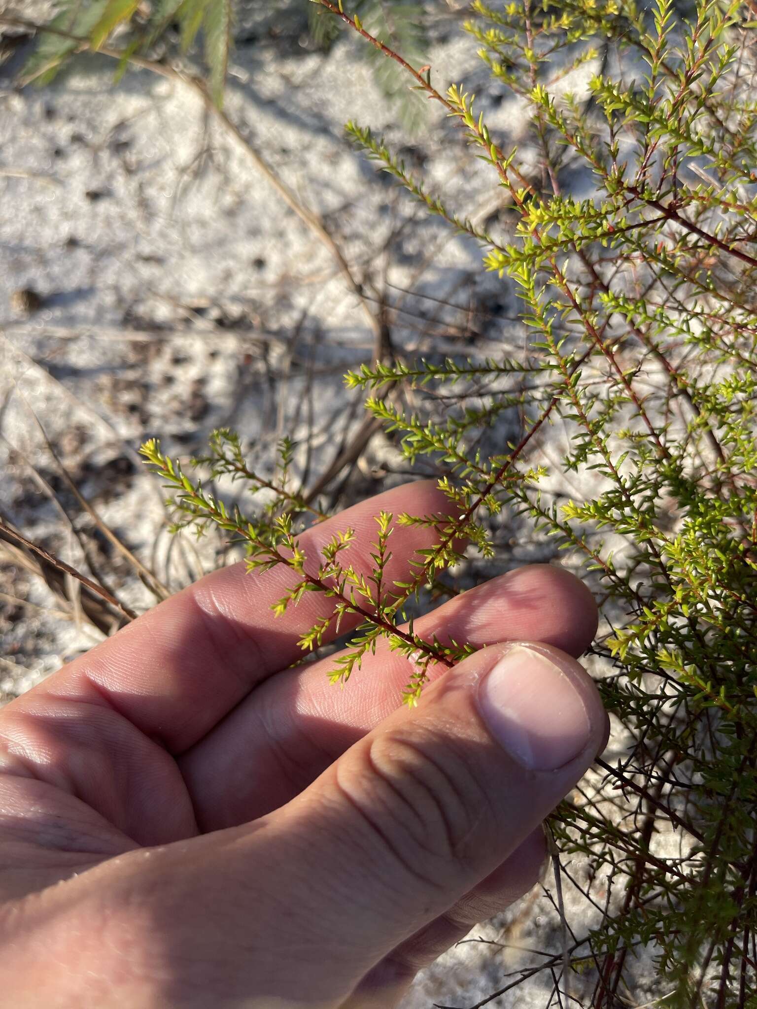 Image of Deckert's pinweed