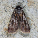 Agrotis radians Guenée 1852的圖片