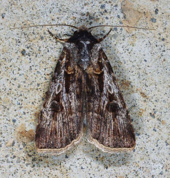 Agrotis radians Guenée 1852的圖片