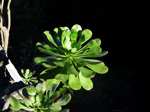 Image of Aeonium urbicum (Chr. Sm. ex Hornem.) Webb & Berth.