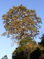 Ficus obliqua G. Forster的圖片