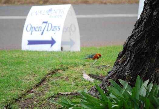 Image of Western Rosella