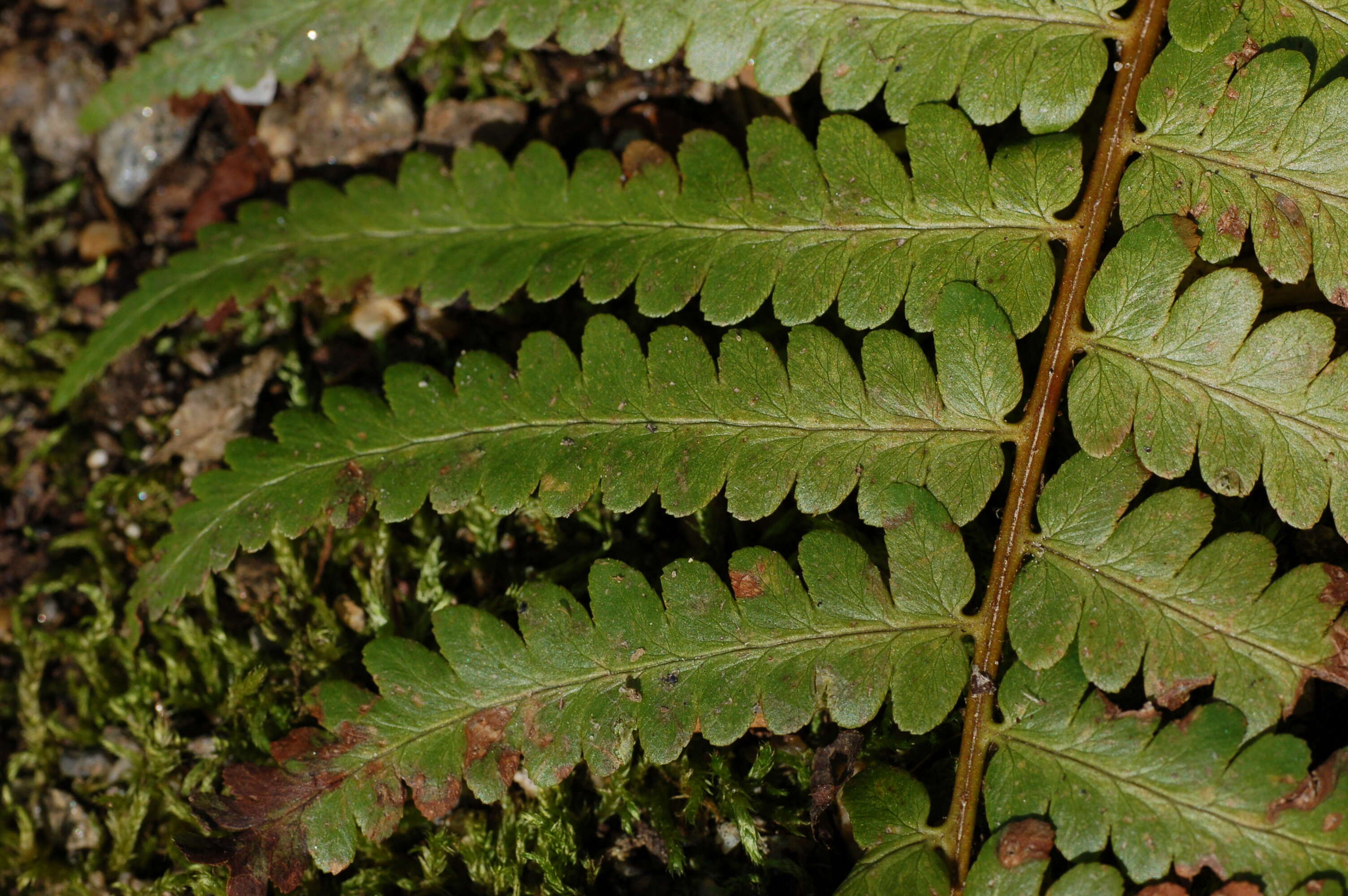 Image de Dryopteris ludoviciana (Kunze) Small