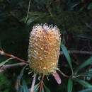 Image of Banksia integrifolia subsp. monticola K. R. Thiele