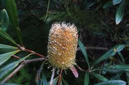 Image of Banksia integrifolia subsp. monticola K. R. Thiele