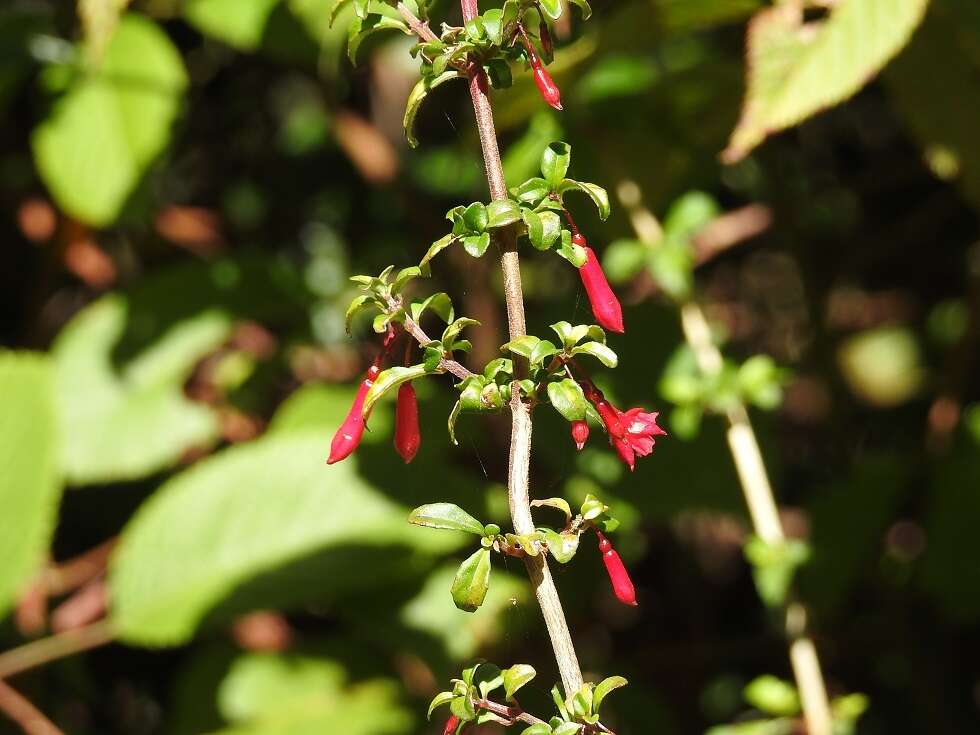 Image of Fuchsia microphylla Kunth