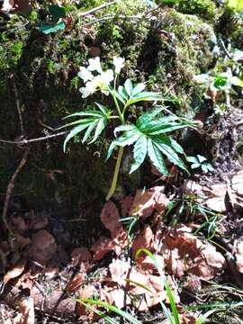 Image of Cardamine kitaibelii Bech.