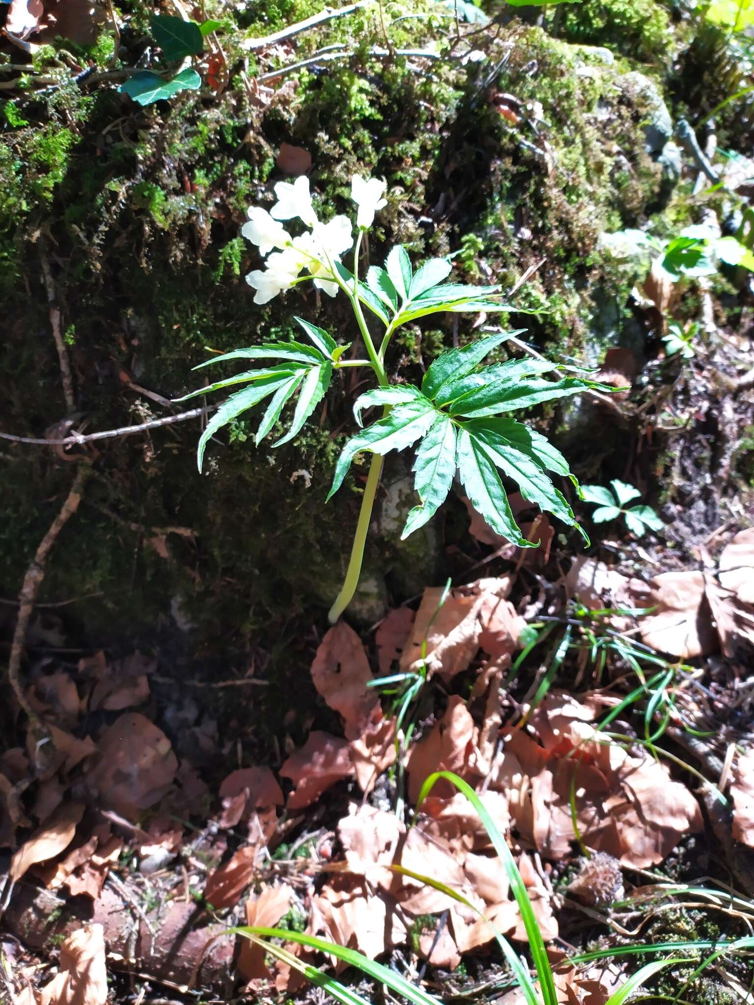 Слика од Cardamine kitaibelii Bech.