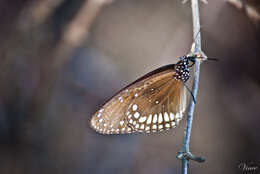 Image of Euploea core Cramer 1780