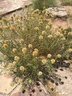 Image of Rusby's goldenbush