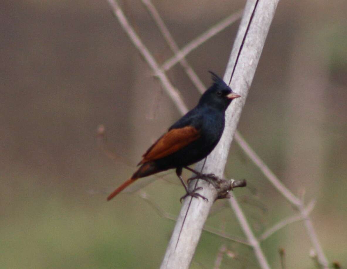 Plancia ëd Emberiza lathami Gray & JE 1831