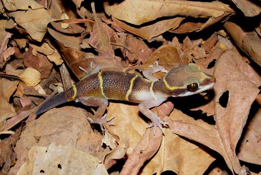 Image of Banded Ground Gecko