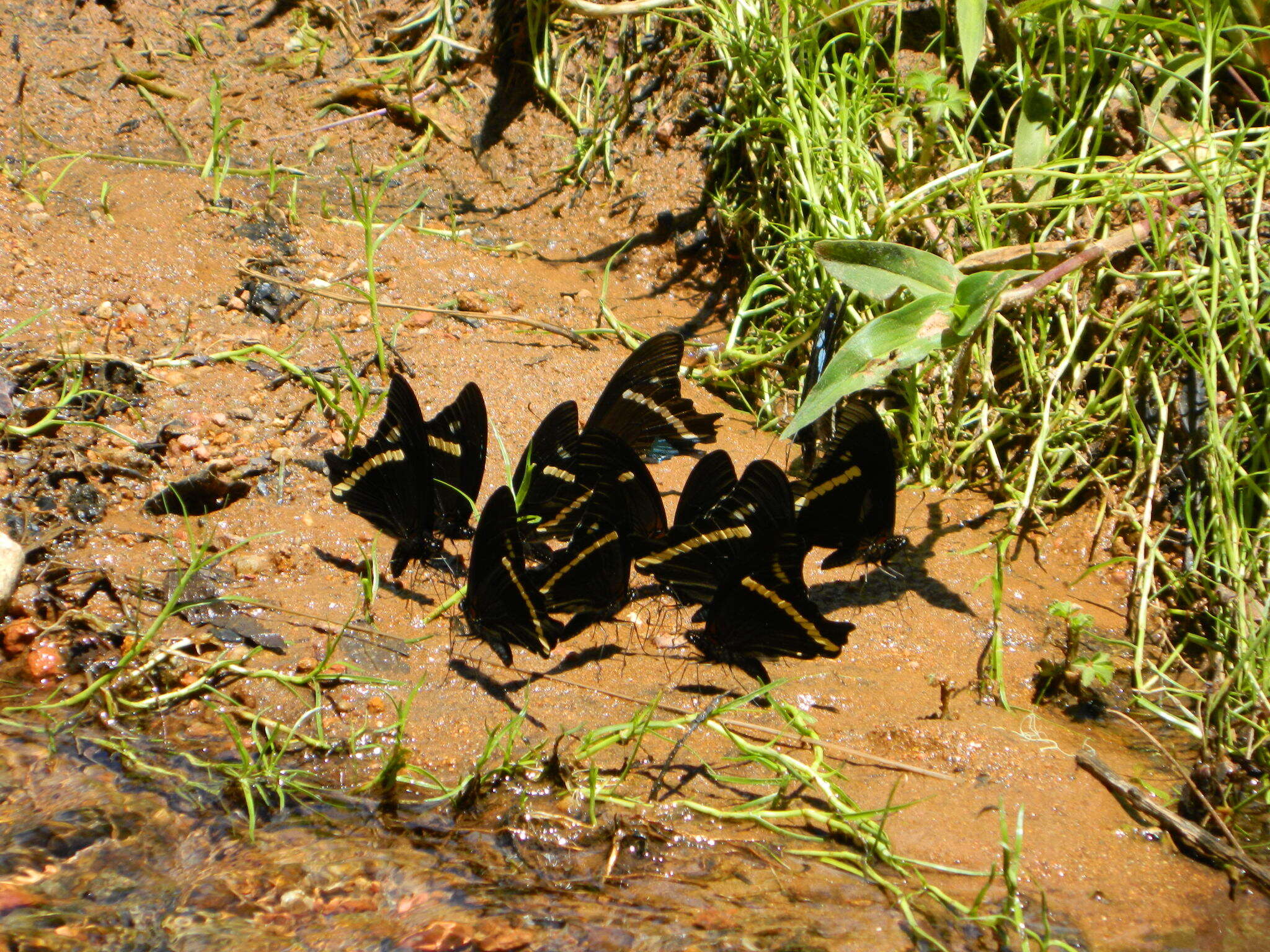 Papilio desmondi van Someren 1939的圖片