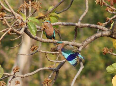 Image of Indian Roller