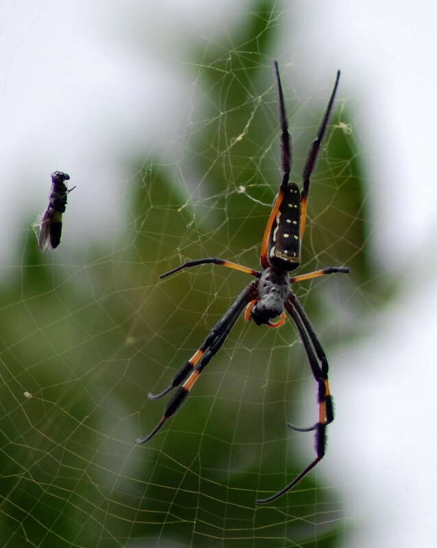 صورة Trichonephila senegalensis (Walckenaer 1841)