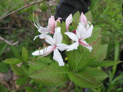 Image of pink azalea