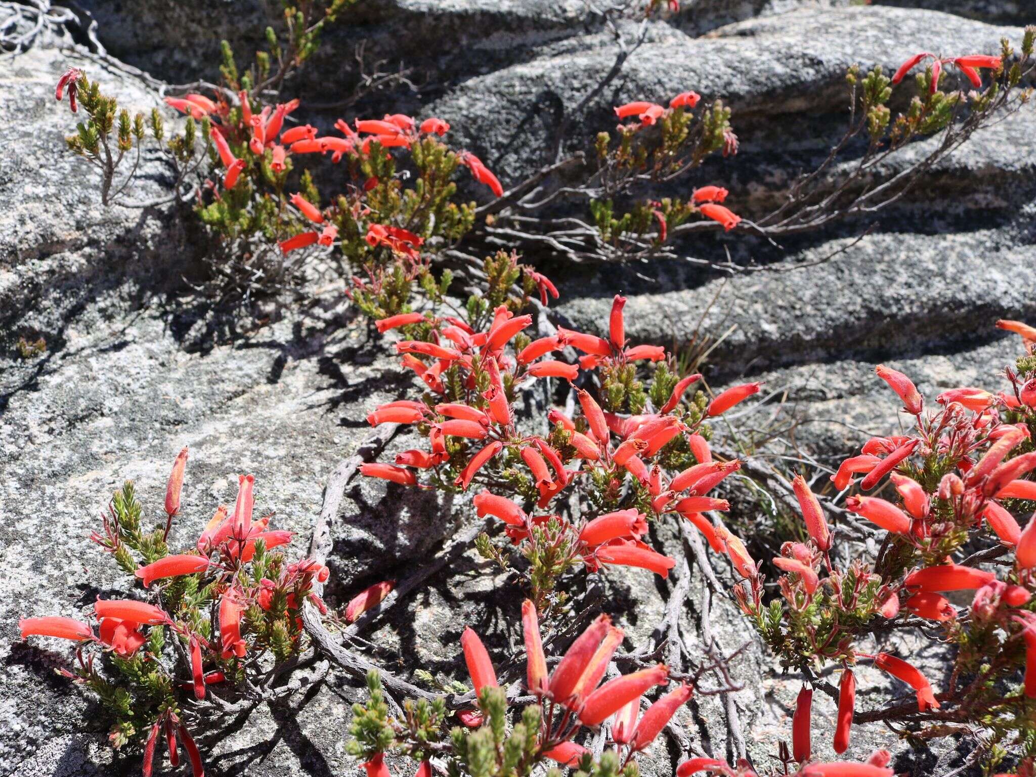 Image of Erica tumida var. tumida