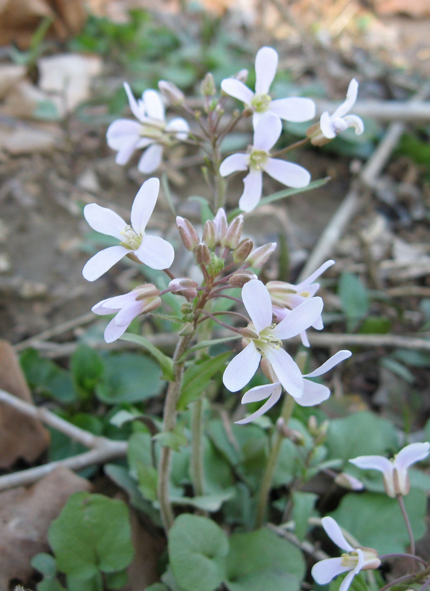 Image of bittercress