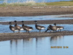 صورة Branta bernicla nigricans (Lawrence 1846)