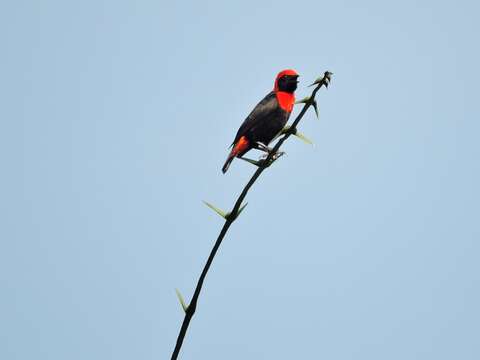 Слика од Malimbus scutatus (Cassin 1849)