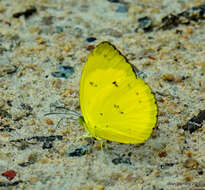 Imagem de Eurema nicevillei (Butler 1898)