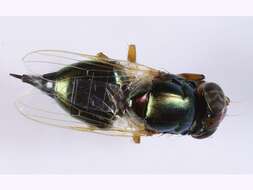 Image of Picture-winged fly