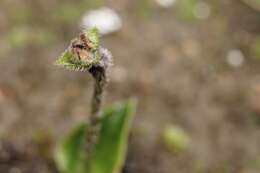 Eriochilus scaber Lindl.的圖片