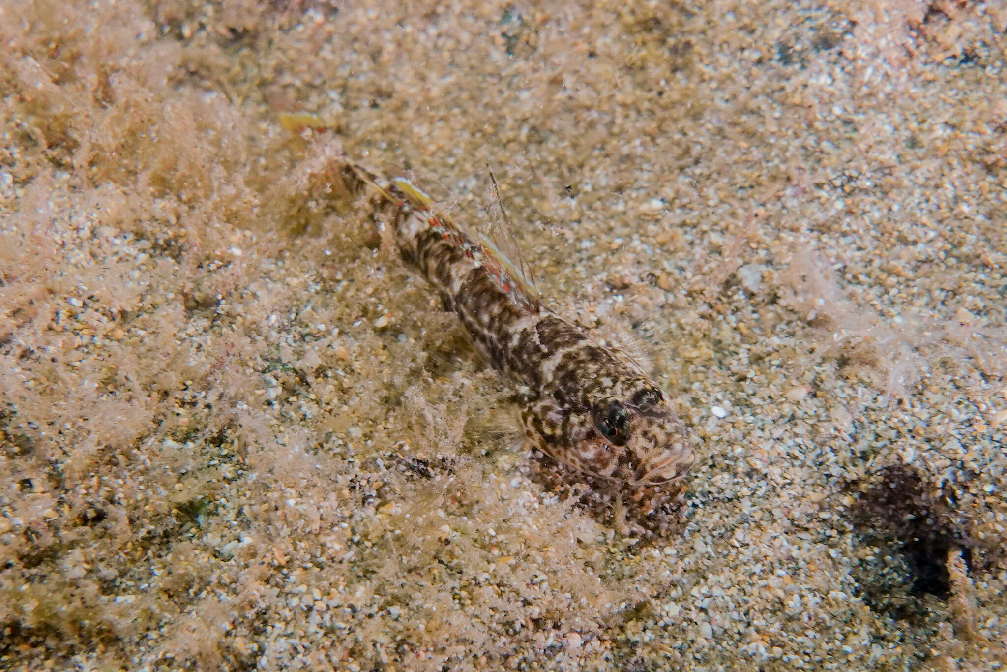 Image of Exquisite goby