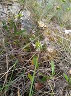 Image of Stachys atherocalyx K. Koch