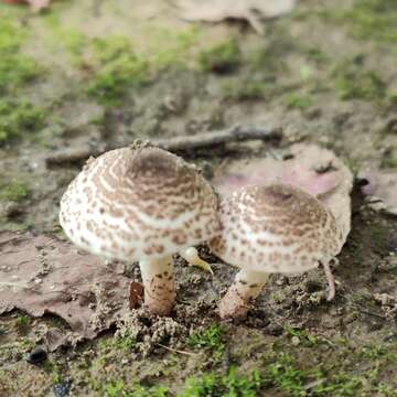 Lepiota brunneoincarnata Chodat & C. Martín 1889 resmi