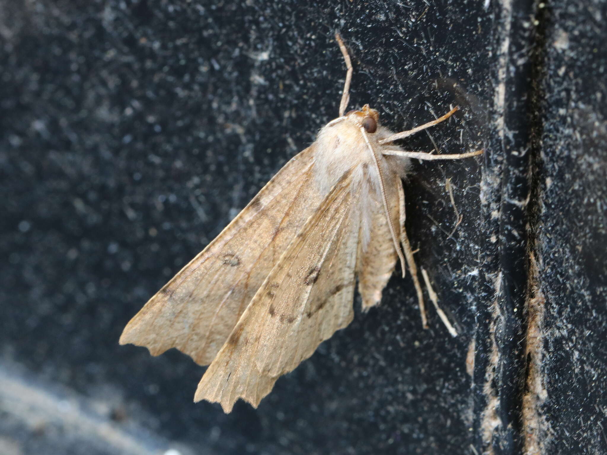 Image of scalloped hazel