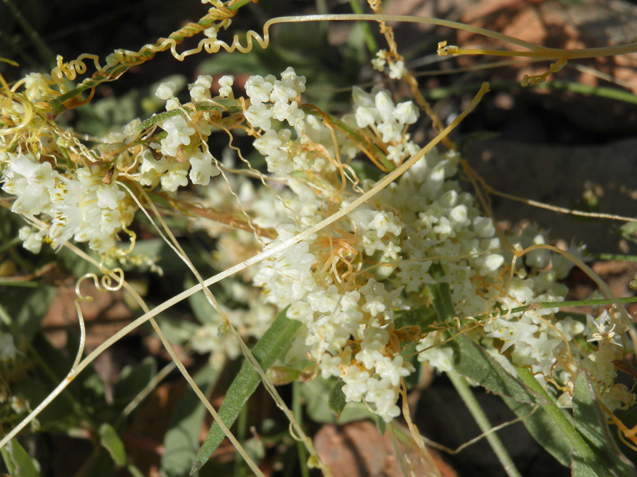 Imagem de Cuscuta tuberculata T. S. Brandegee