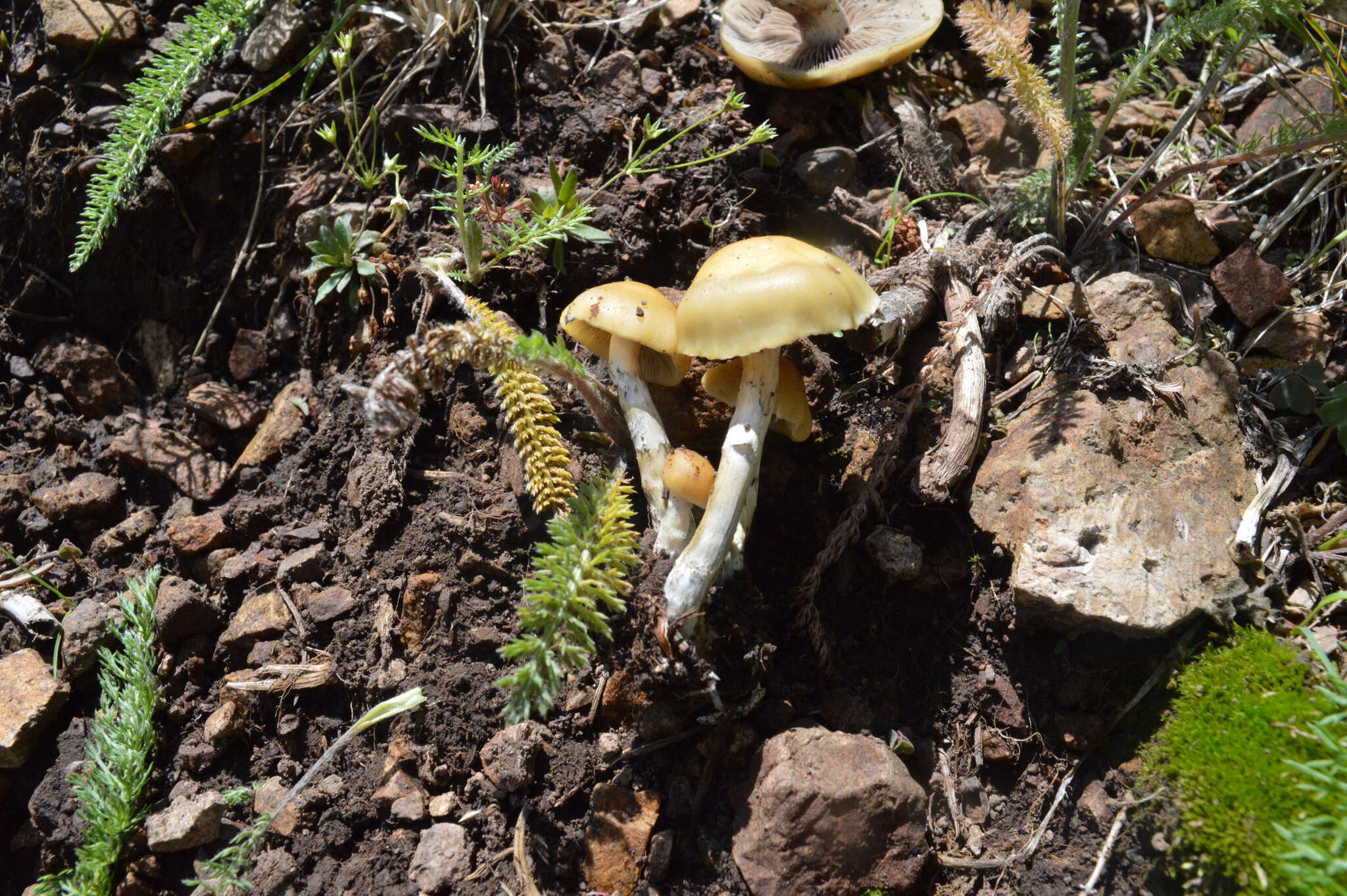 Слика од Psilocybe mescaleroensis Guzmán, Walstad, E. Gándara & Ram.-Guill. 2007