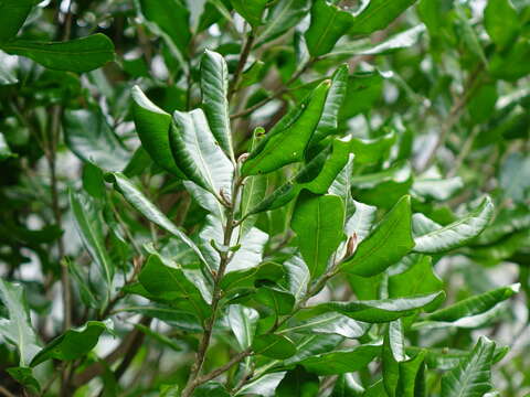 Слика од Planchonella costata (Endl.) Pierre