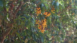 Image of Canary Islands Strawberry-tree