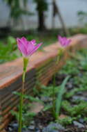 Zephyranthes rosea Lindl. resmi