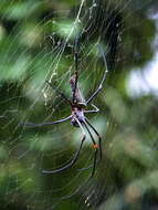 Imagem de Nephila constricta Karsch 1879