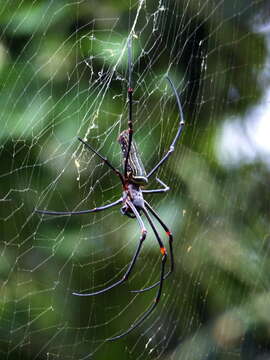 Image of Nephila constricta Karsch 1879