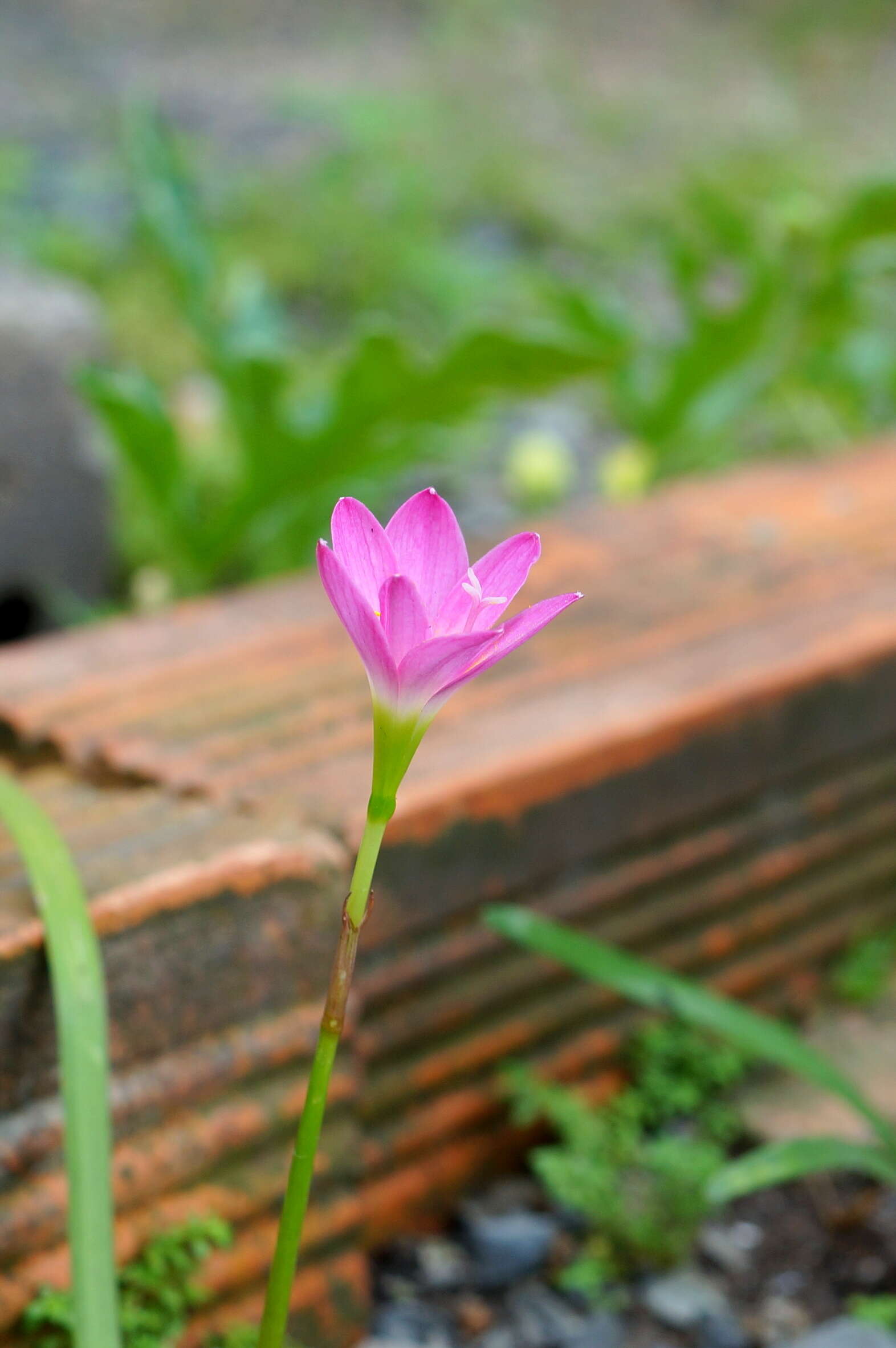 Zephyranthes rosea Lindl. resmi