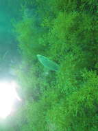 Image of Ballan Wrasse