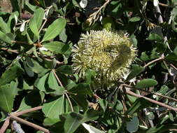 Imagem de Banksia integrifolia L. fil.