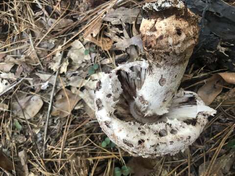 Image of Amanita westii (Murrill) Murrill 1945