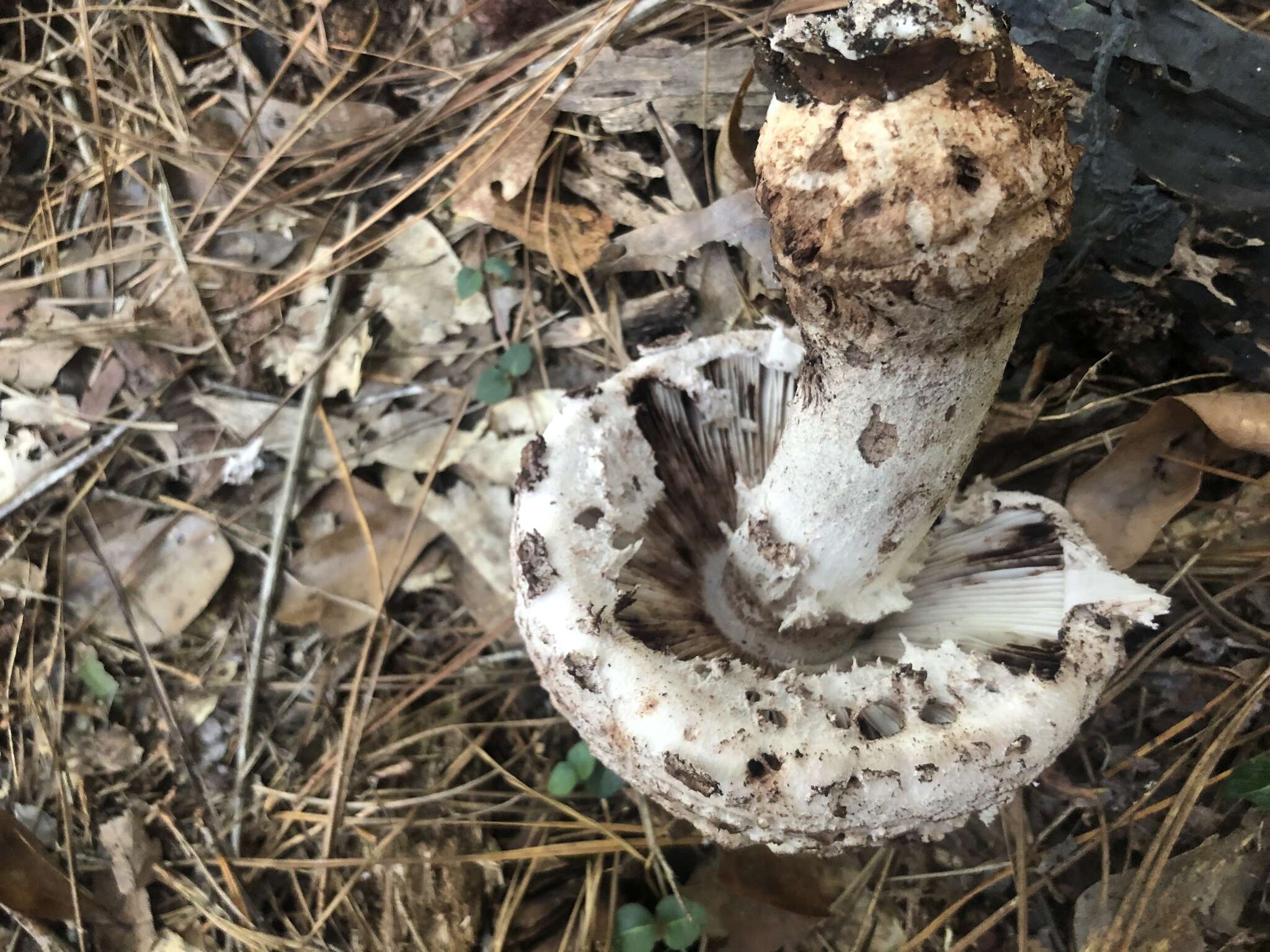 Plancia ëd Amanita westii (Murrill) Murrill 1945