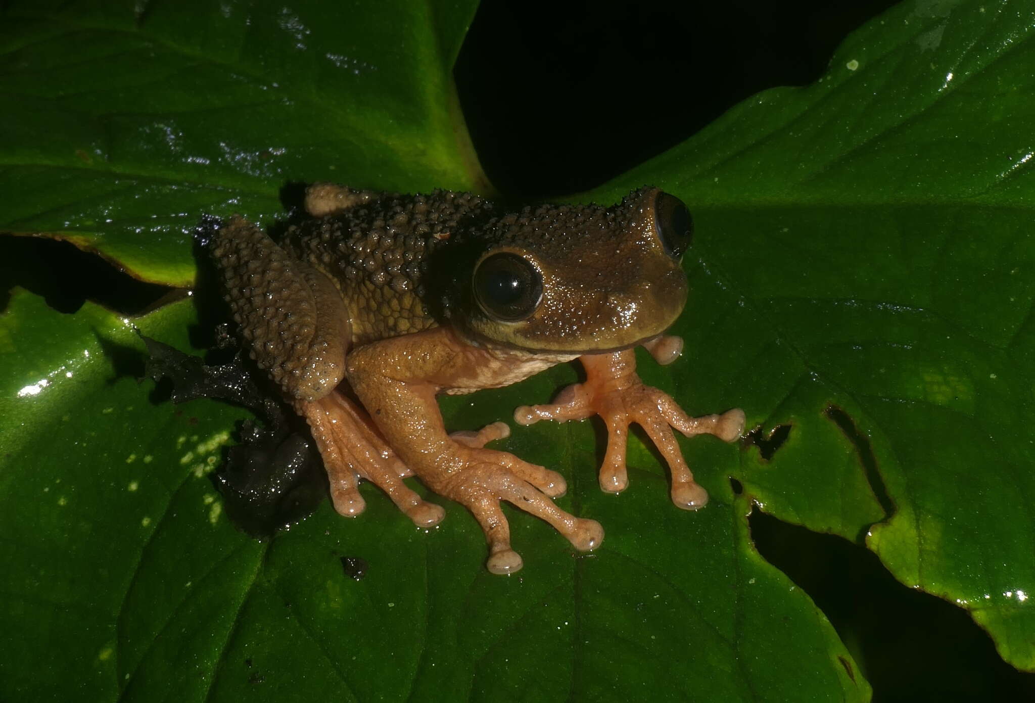 Osteocephalus verruciger (Werner 1901)的圖片