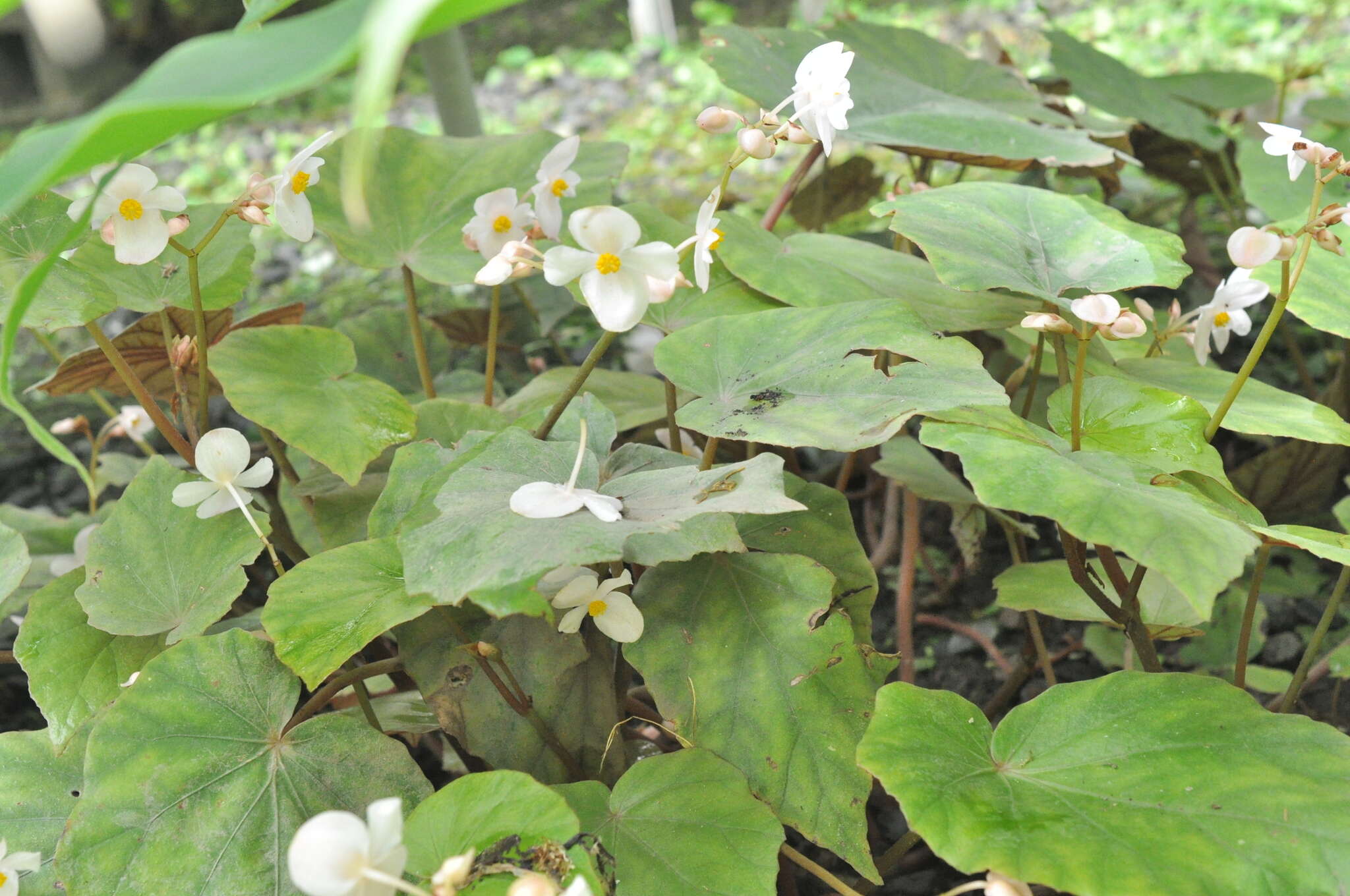 Image of Begonia bouffordii C. I Peng